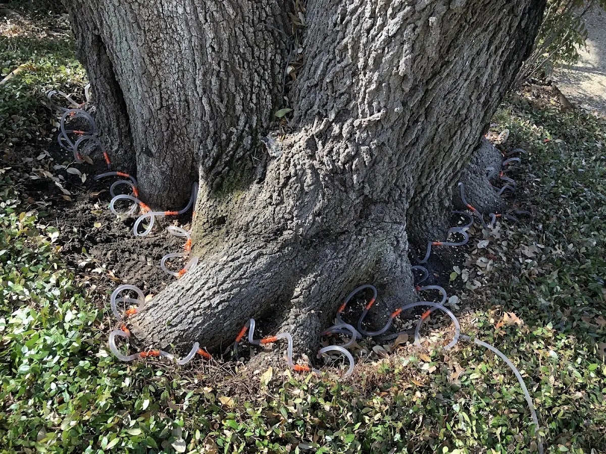 Detailed Shrub and Hedge Trimming job site in Fischer