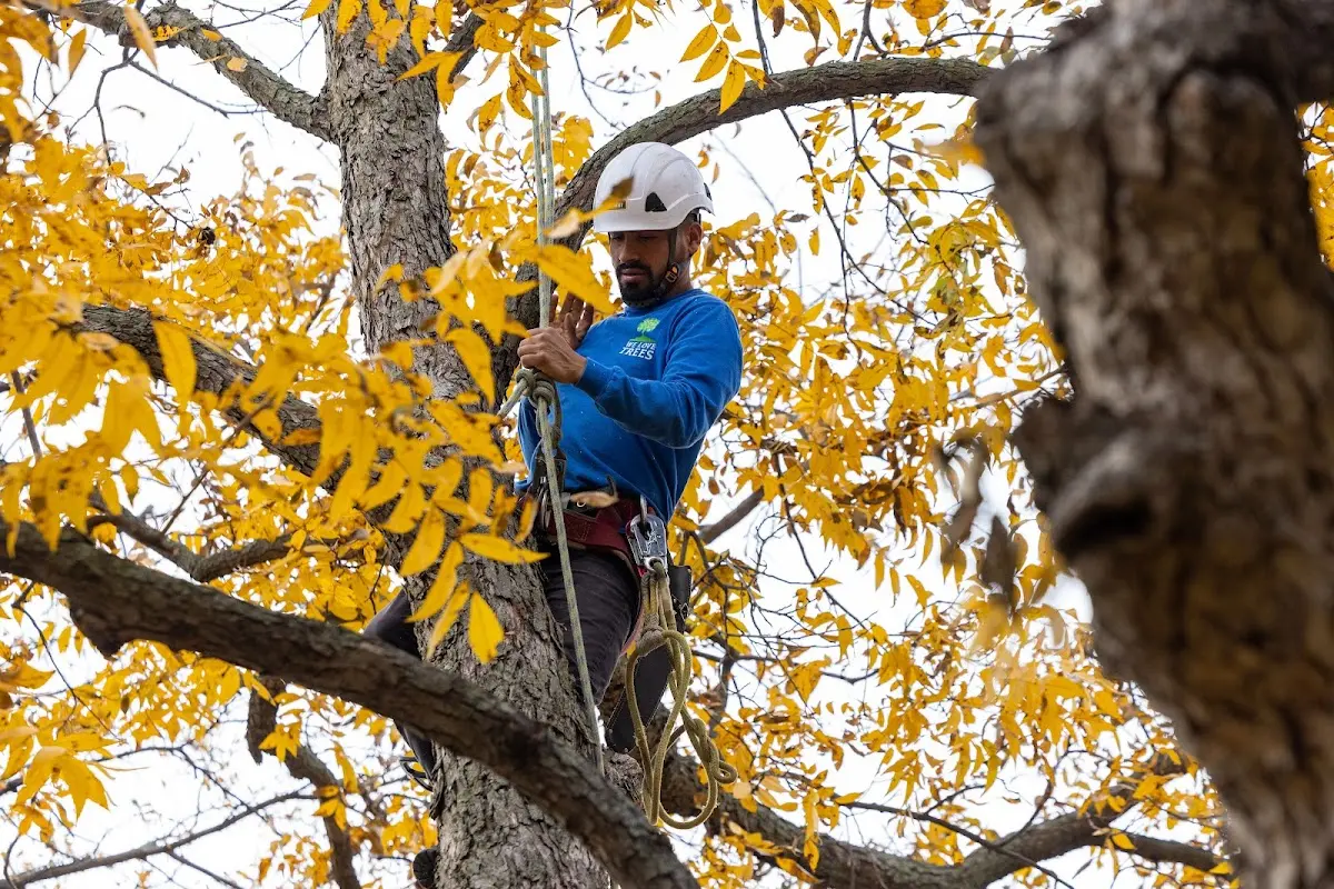 Skilled Tree Planing crew working in Fischer